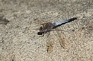 Blue skimmer dragonfly (wild).