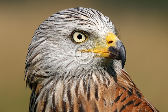 Red kite (Milvus milvus)