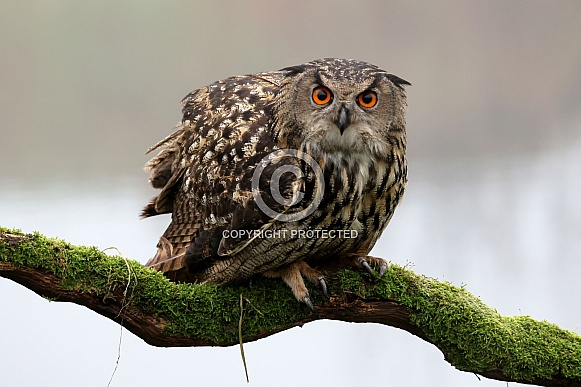 Eurasian eagle-owl (Bubo bubo)