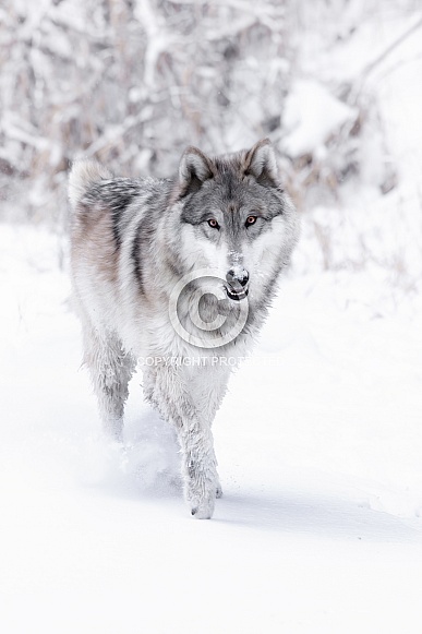 Gray Wolf Gray Wolf