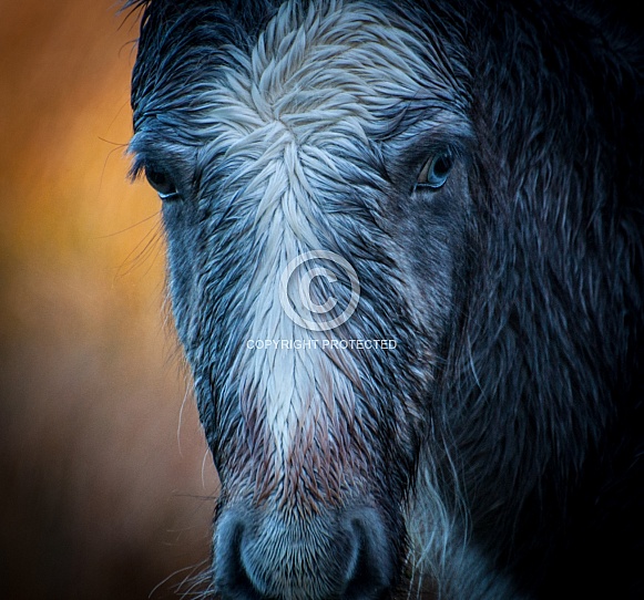 Wall eyed wild horse Wall eyed wild horse