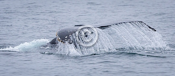 Humpback whale tail Humpback whale tail