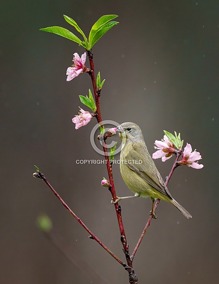 Orange-crowned Warbler