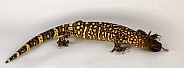 Rio Fuerte Beaded Lizard