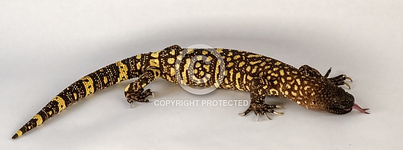 Rio Fuerte Beaded Lizard Rio Fuerte Beaded Lizard