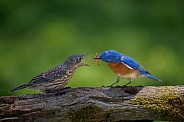 Eastern Bluebird