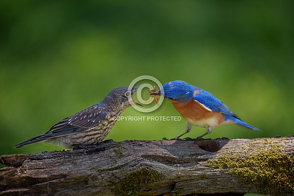 Eastern Bluebird