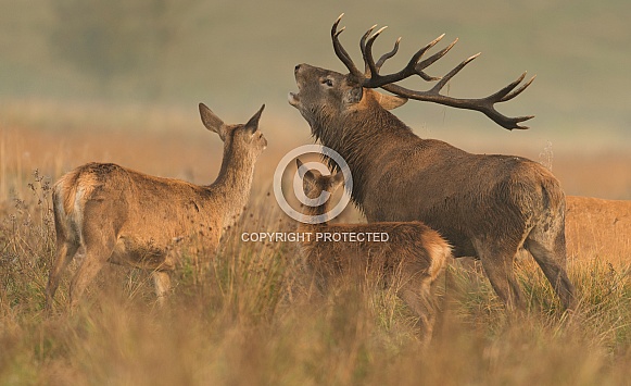 Red Deer Stag