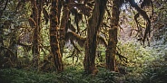Hoh Rainforest (Olympic National Park, USA)