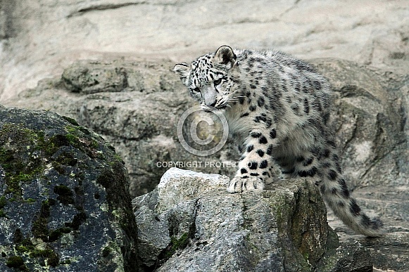 Snow Leopard