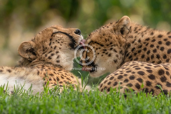 Cheetah