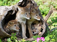 4 Coyote pups