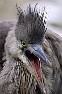Grey heron (Ardea cinerea)