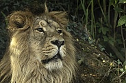 Asiatic Lion Close Up
