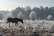 Horse in snow landscape