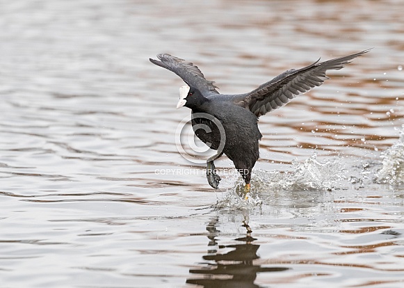 Coot Running on Water