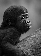 Black and White Baby Gorilla