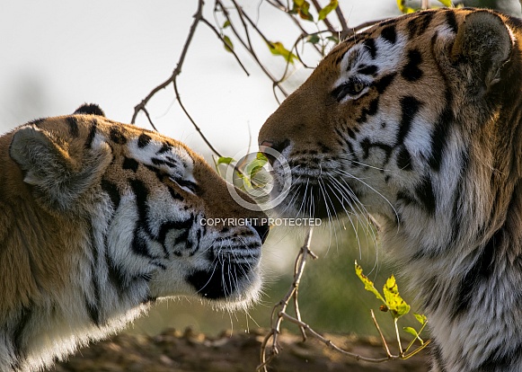 Amur Tiger Couple Amur Tiger Couple