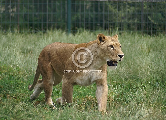 Lioness