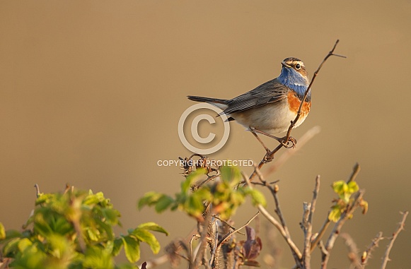 The Bluethroat bird. The Bluethroat bird.