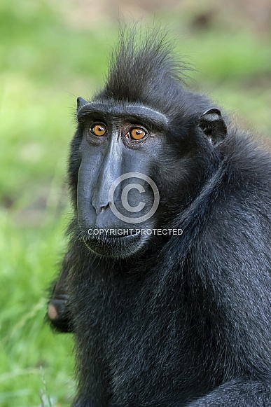 Celebes crested macaque (Macaca nigra)