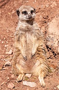 Meerkat Full Body Sitting Upright