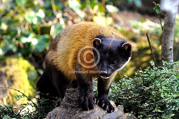 Yellow-throated Marten (Martes flavigula) Yellow-throated Marten (Martes flavigula)