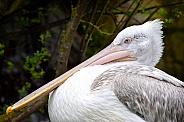 Pelican
