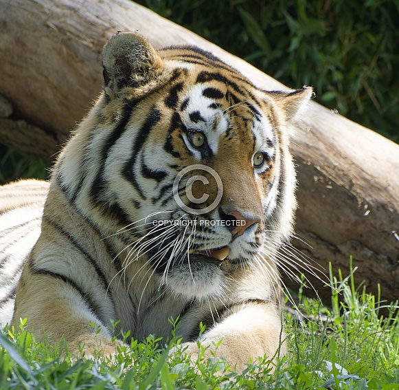 Bengal Tiger