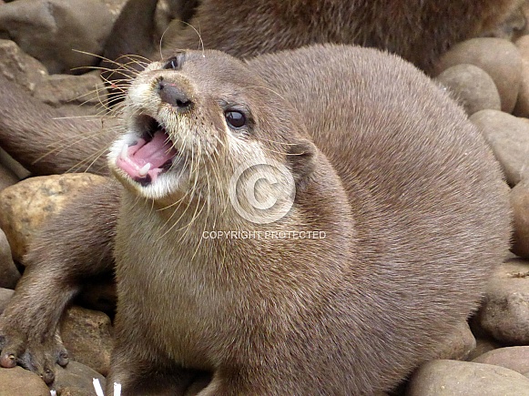 Asian short clawed otter Asian short clawed otter