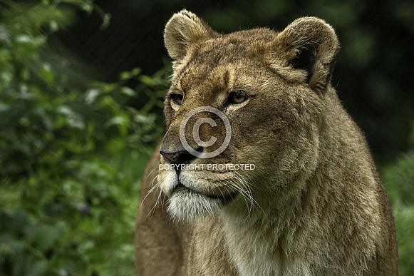 Lioness Close Up Looking To The Side Lioness Close Up Looking To The Side