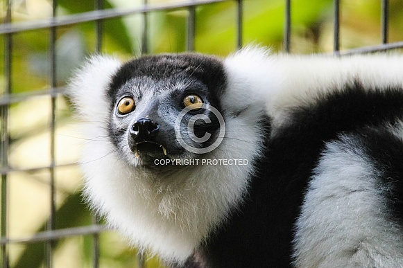 White-ruffed Lemur White-ruffed Lemur