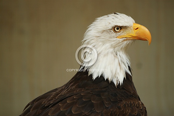 Bald Eagle Bald Eagle