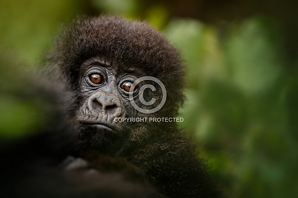 Wild mountain gorilla in the nature habitat