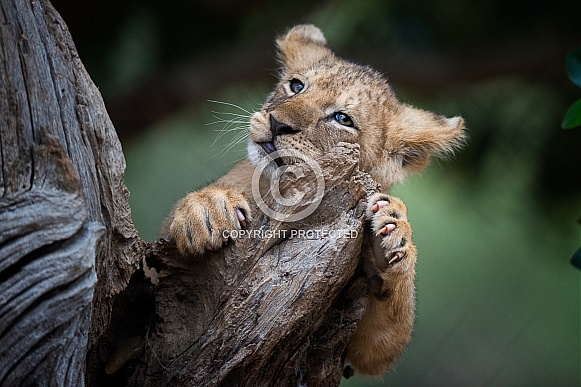 African lion cub African lion cub
