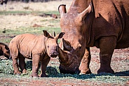 Rhino with young