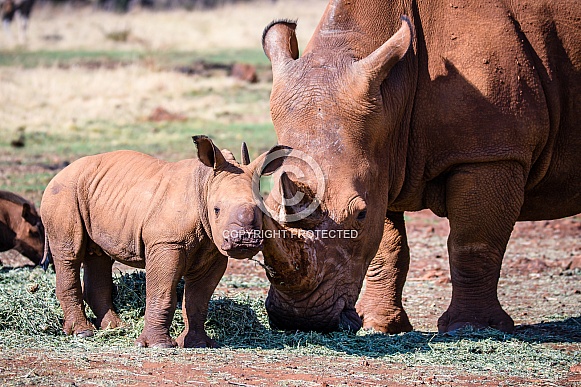Rhino with young