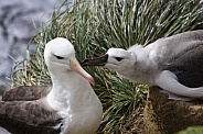 Black-browed Albatross mother and young fledgling