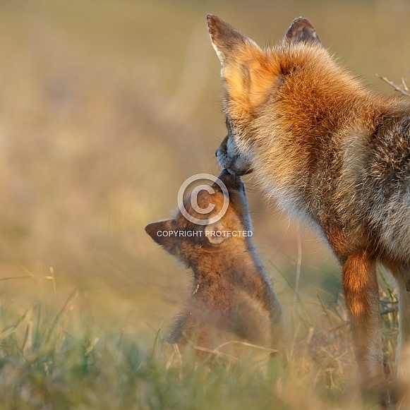 Red fox and cubs Red fox and cubs