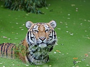 Amur Tiger