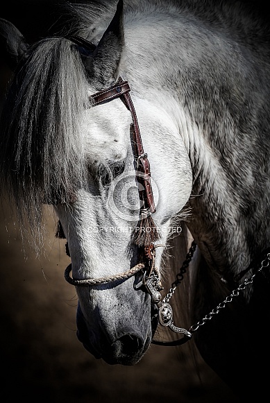 Andalusian Horse