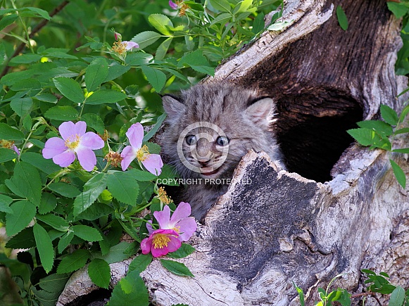 Bobcat kitten