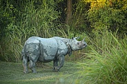 Indian rhino in the nature habitat