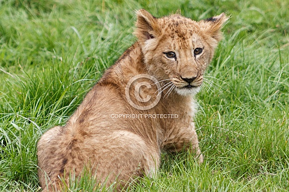 African Lion Cub African Lion Cub