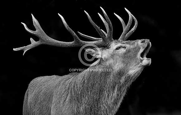Red Deer