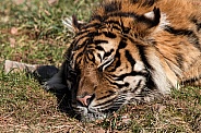Sleeping Sumatran Tiger