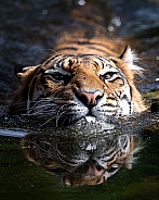 indrah swimming