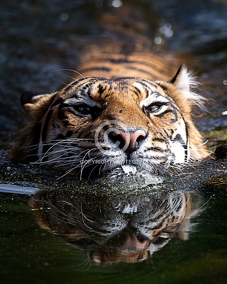 indrah swimming
