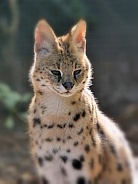 Serval