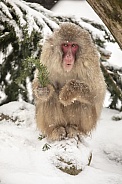 Japanese macaque (Macaca fuscata), snow monkey